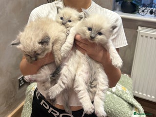 Ragdoll cats - Advert 33