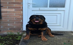 Rottweiler dogs for sale: 3 year old rottie - Image 4