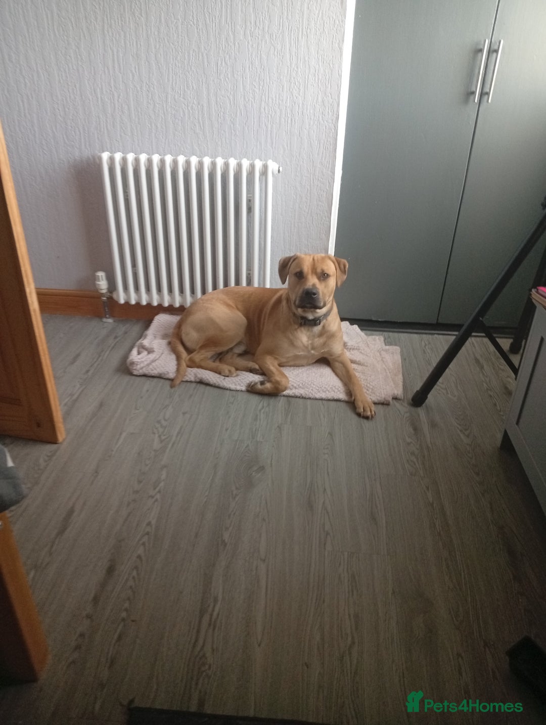 Mixed Breed dogs for sale: Louie - Advert 2