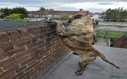 Presa Canario dogs for sale: Presa Canario Male  - Image 3