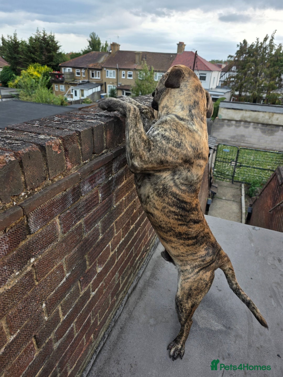 Presa Canario dogs for sale: Presa Canario Male  - Image 3