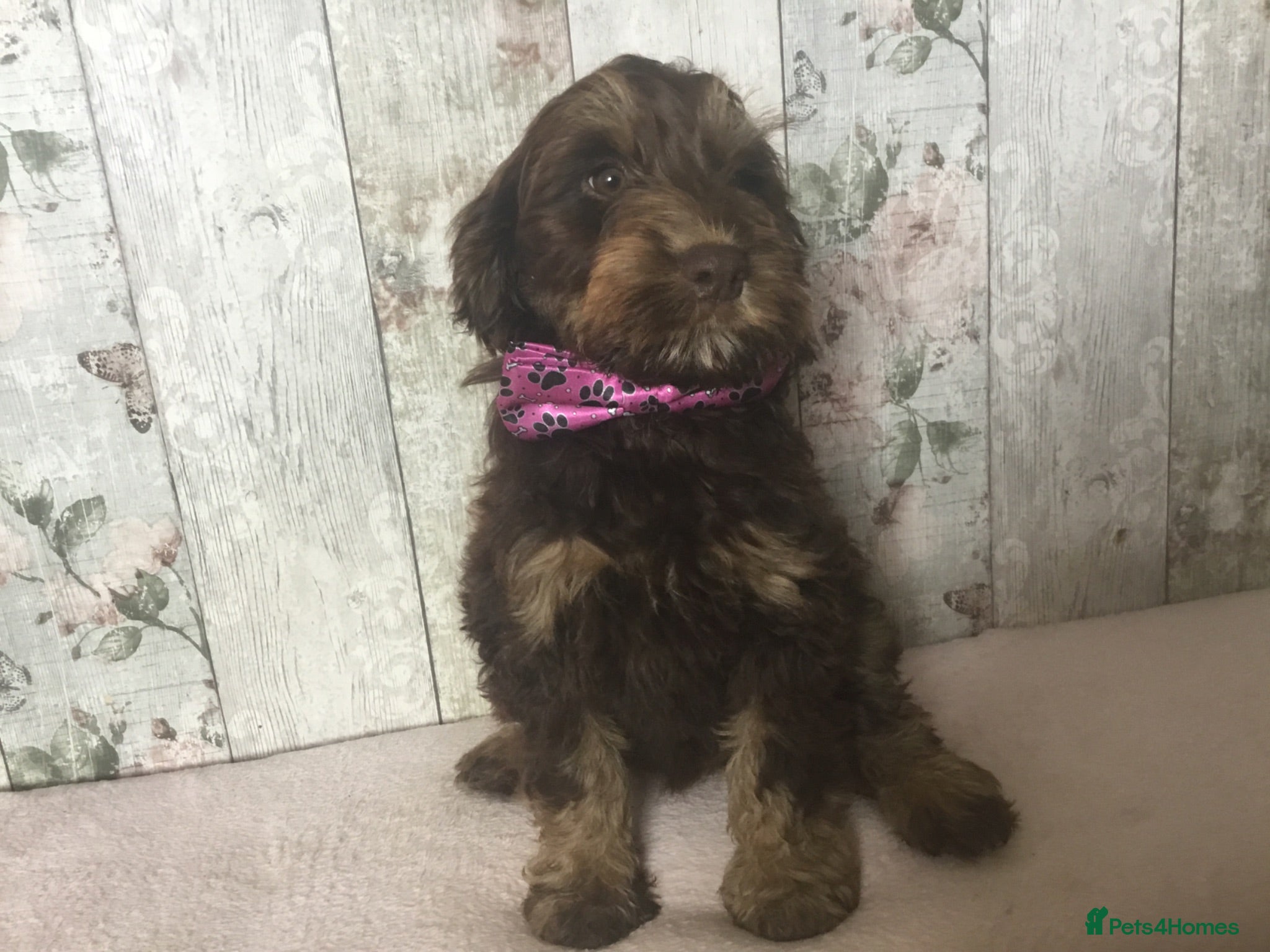 Mixed Breed dogs Mini Doodle pups ( like cockapoo’s ) - Advert 2