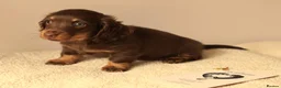 Miniature Dachshund dogs for sale: 5*Licensed Holistic +Kc reg+Pra Clear+Vet Checked - Advert 13