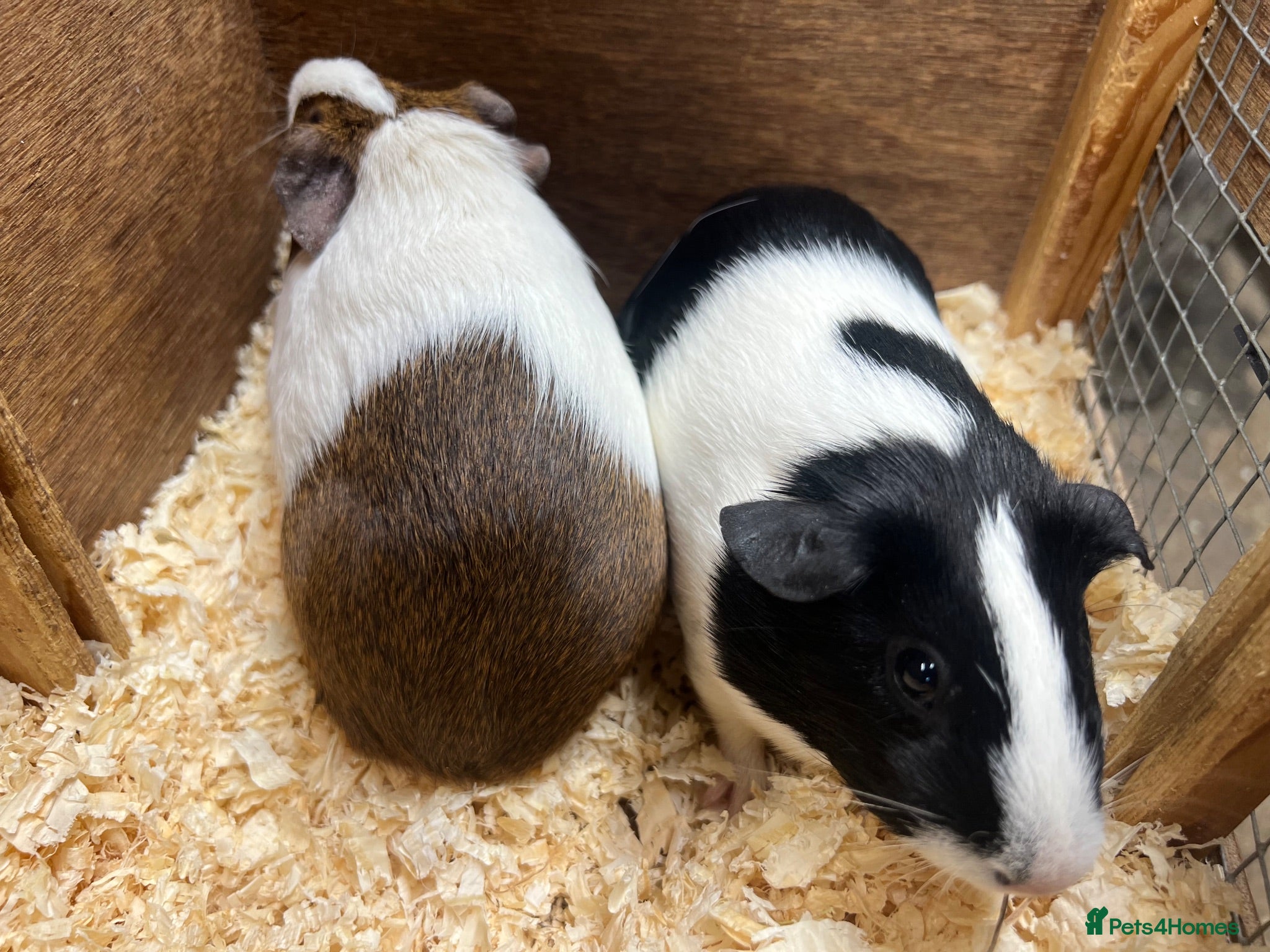 Guinea Pig rodents Female/Sow Dutch Guinea pigs - Advert 2