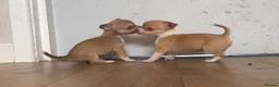 Chihuahua dogs for sale: CHIHUAHUA PUPPIES 3 only available now  - Advert 18