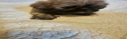 Shih Tzu dogs for sale: Shi tzu puppy's  - Advert 15