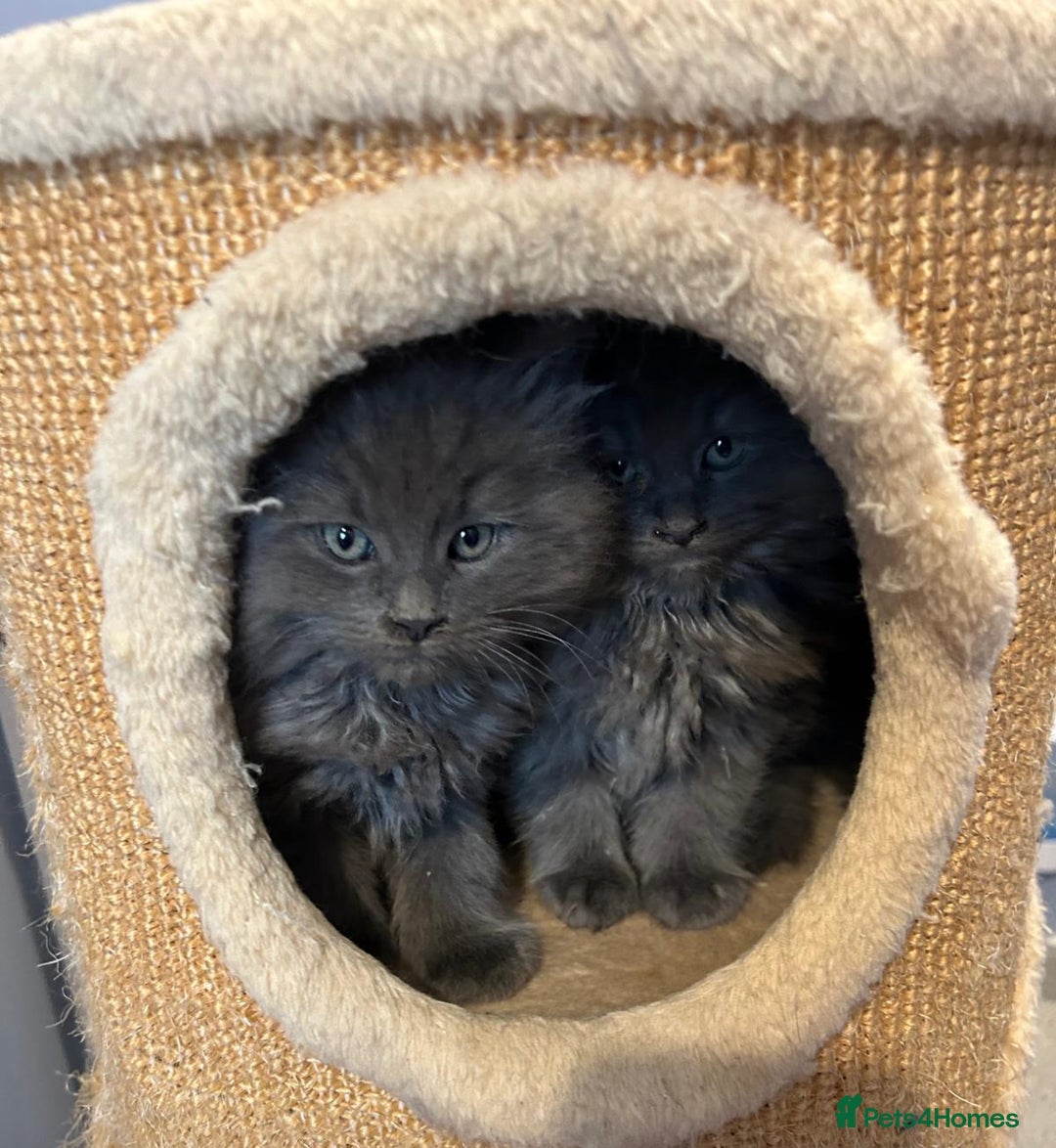Maine Coon cats for sale: A lovely mc fluffy big solid blue boy - Advert 5
