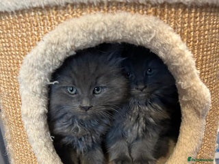 Maine Coon cats 2 lovely fluffy big solid blue boys - Advert 1
