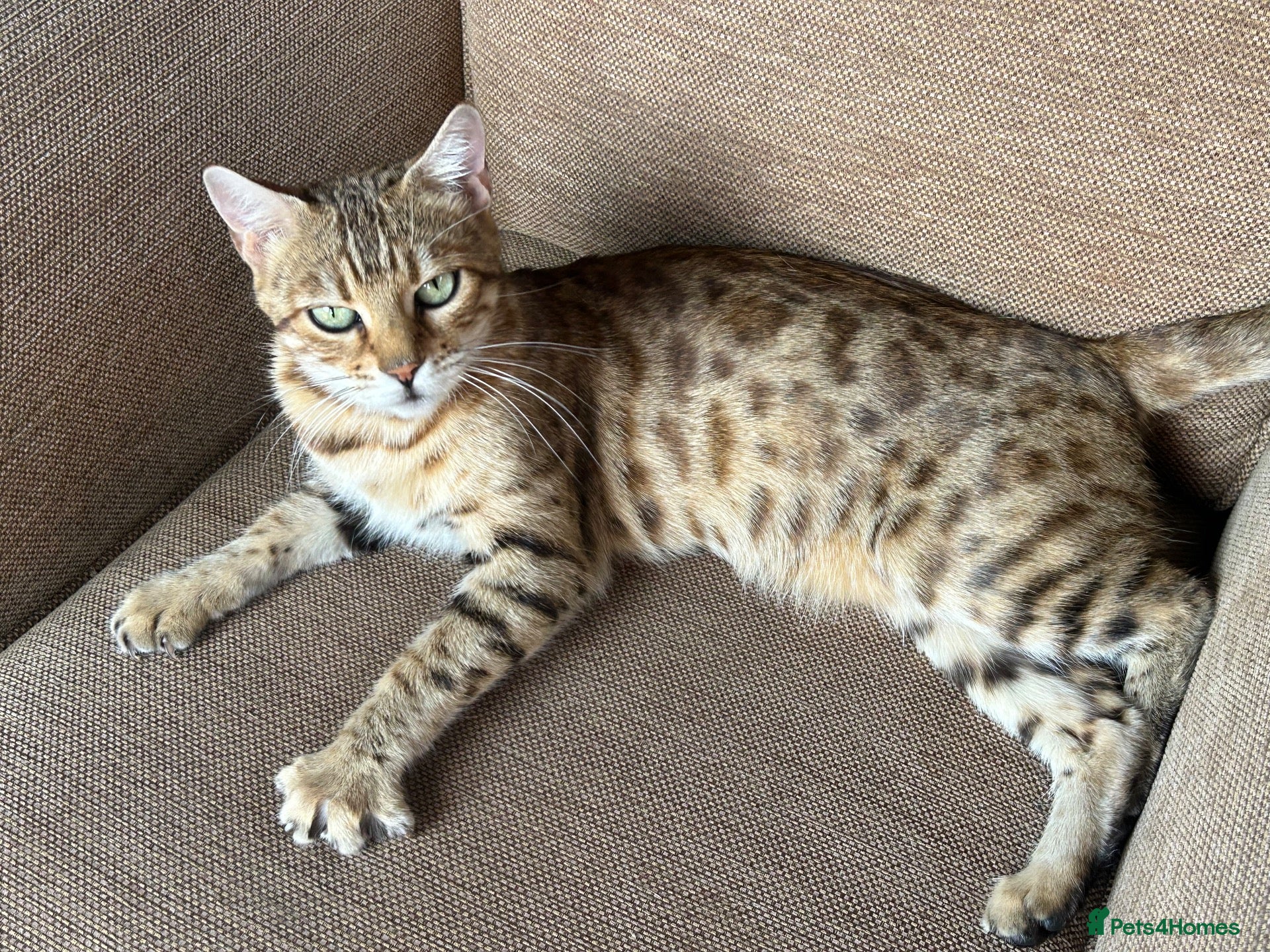 Bengal cats Outstanding TICA Breeding Queen Available 😻😻 - Advert 6