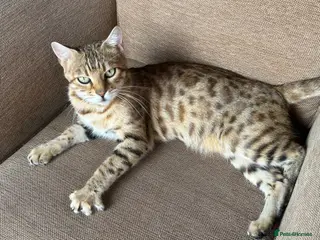 Bengal cats Outstanding TICA Breeding Queen Available 😻😻 - Advert 6