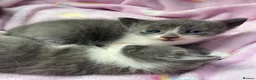 Mixed Breed cats for sale: Beautiful white and grey kittens  - Advert 3