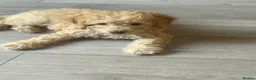 Poodle dogs for sale: Miniature golden puppy - Advert 8