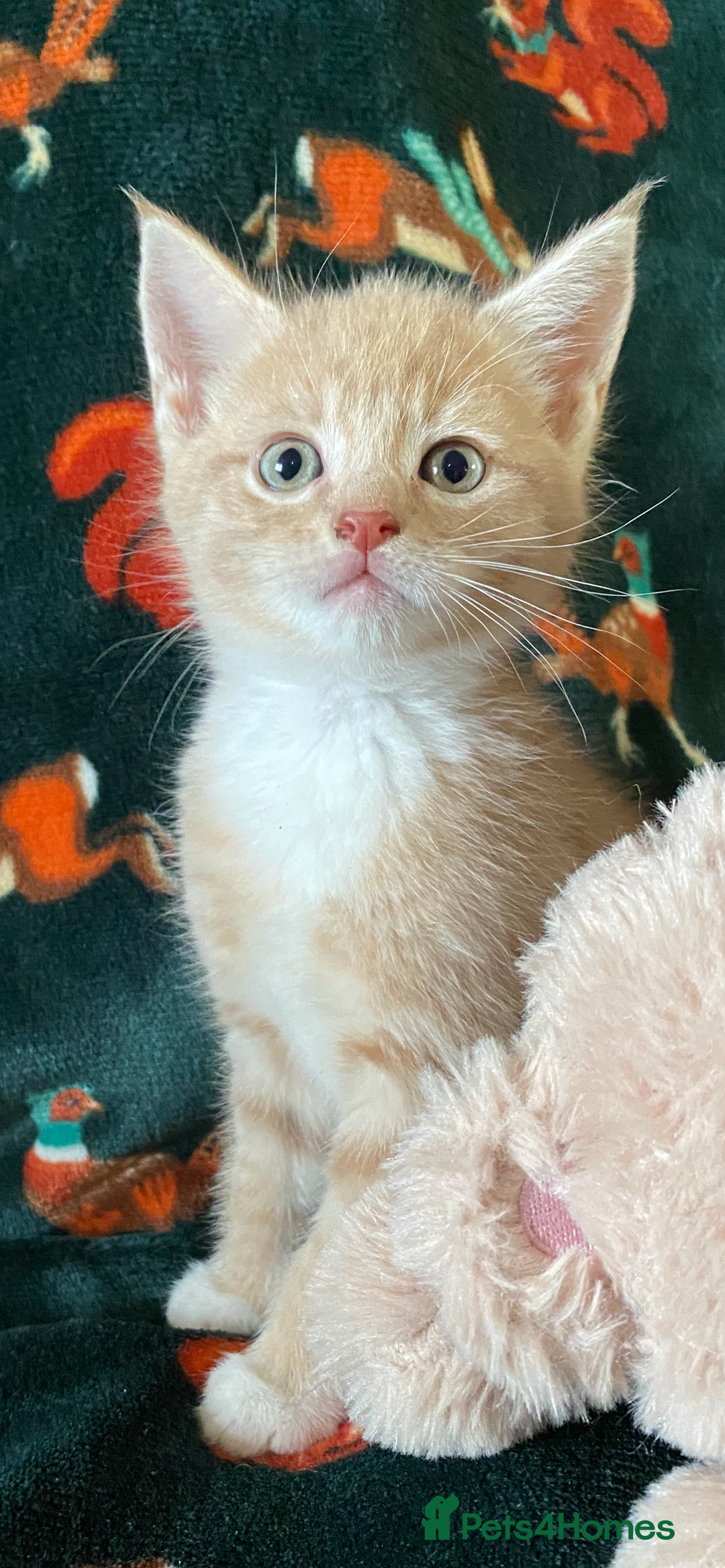 Mixed Breed cats for sale: Maine Coon, BSH, moggy mash ups - Advert 20