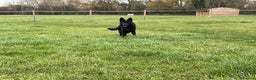 German Shepherd dogs for sale: Outstanding All Black Male  - Advert 6