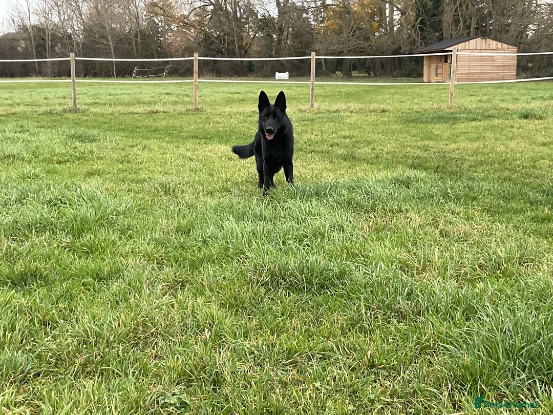 German Shepherd dogs for sale: Outstanding All Black Male  - Advert 6