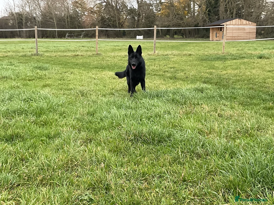 German Shepherd dogs for sale: Outstanding All Black Male  - Advert 6
