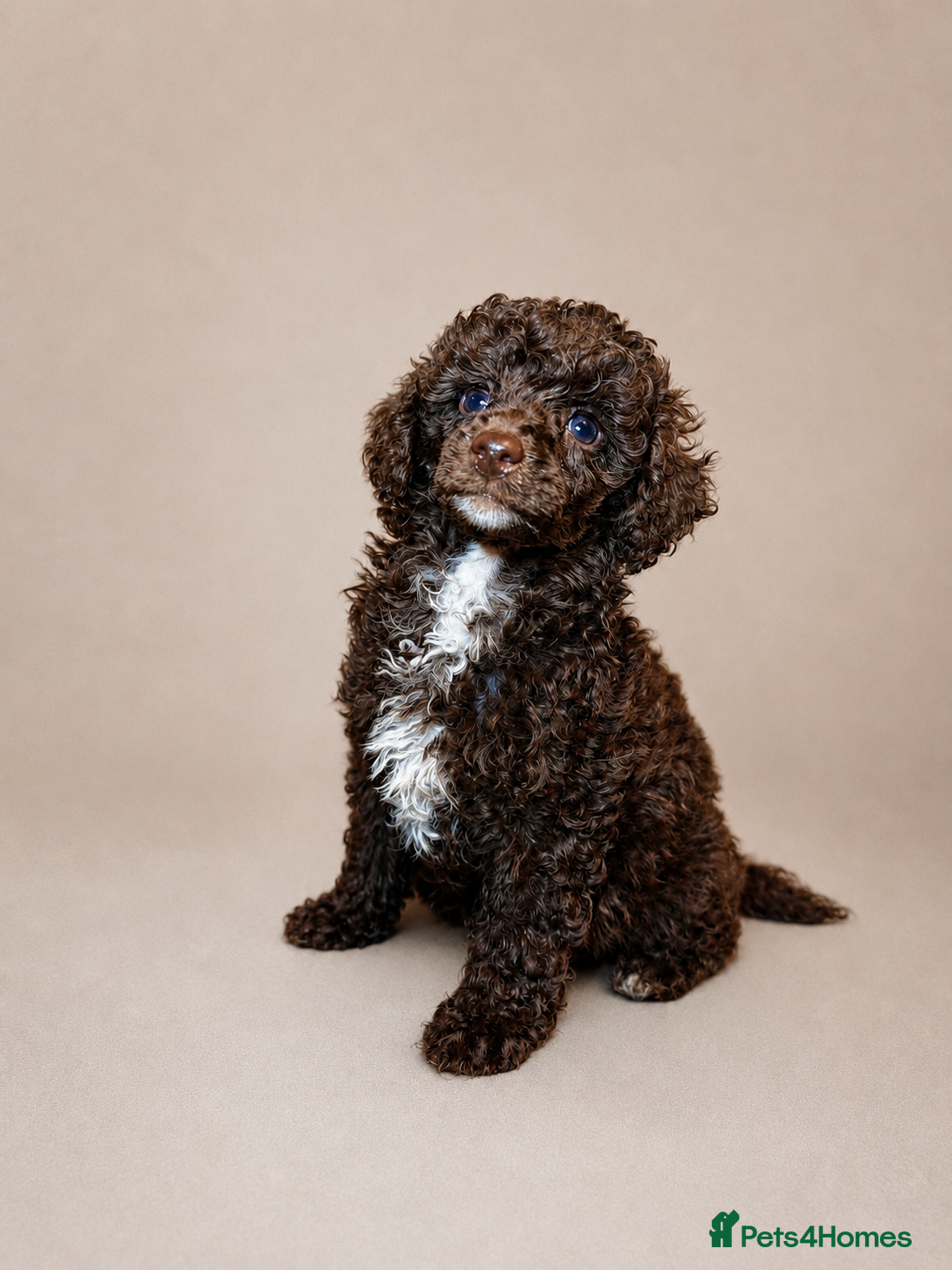 Mixed Breed dogs Loving Miniature x Toy Poodle Puppy  - Advert 1