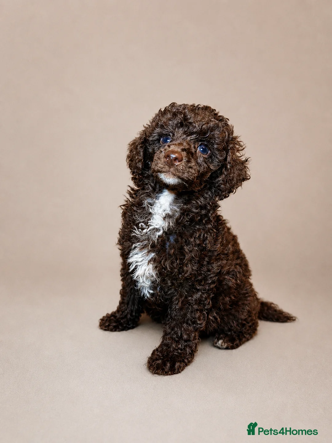Mixed Breed dogs for sale: Loving Miniature x Toy Poodle Puppy  in Reading - Advert 1