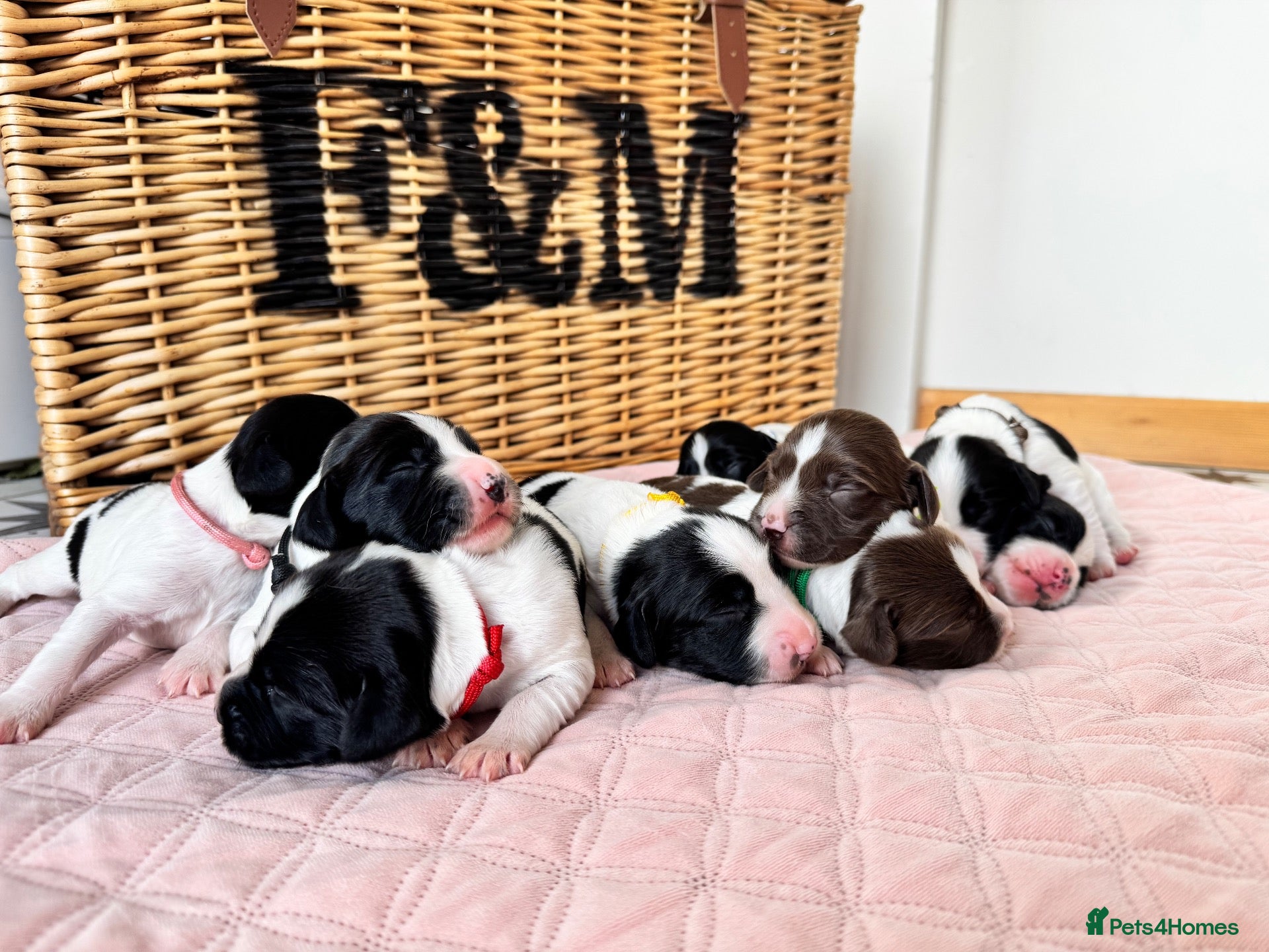 English Springer Spaniel dogs KC, FTCH Springer Spaniels - Advert 2