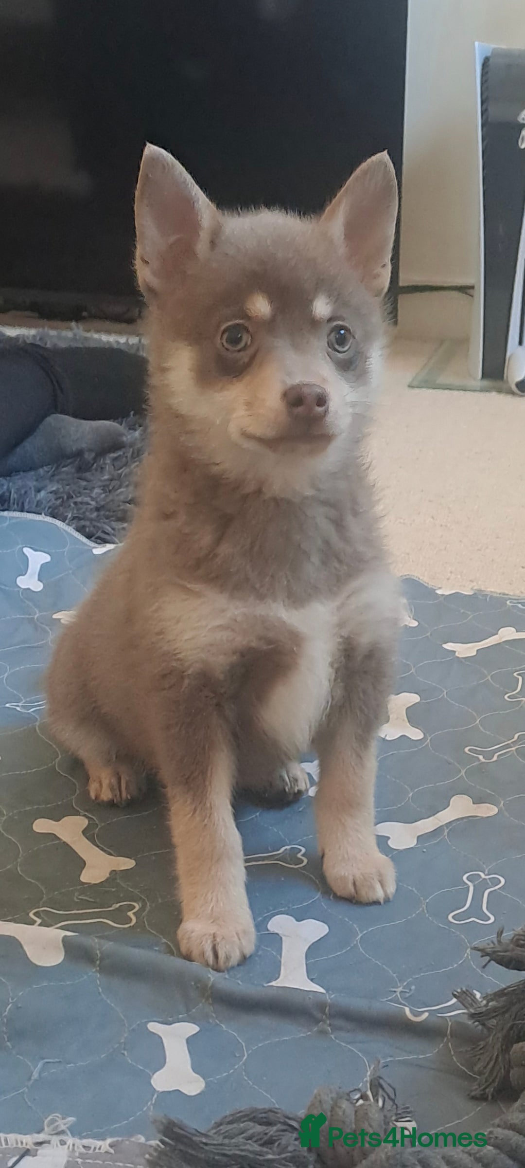 Pomsky dogs Blue & tan girl, green eyes & chocolate/Red nose - Advert 2