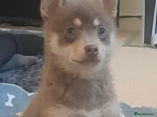 Pomsky dogs Blue & tan girl, green eyes & chocolate/Red nose - Advert 2