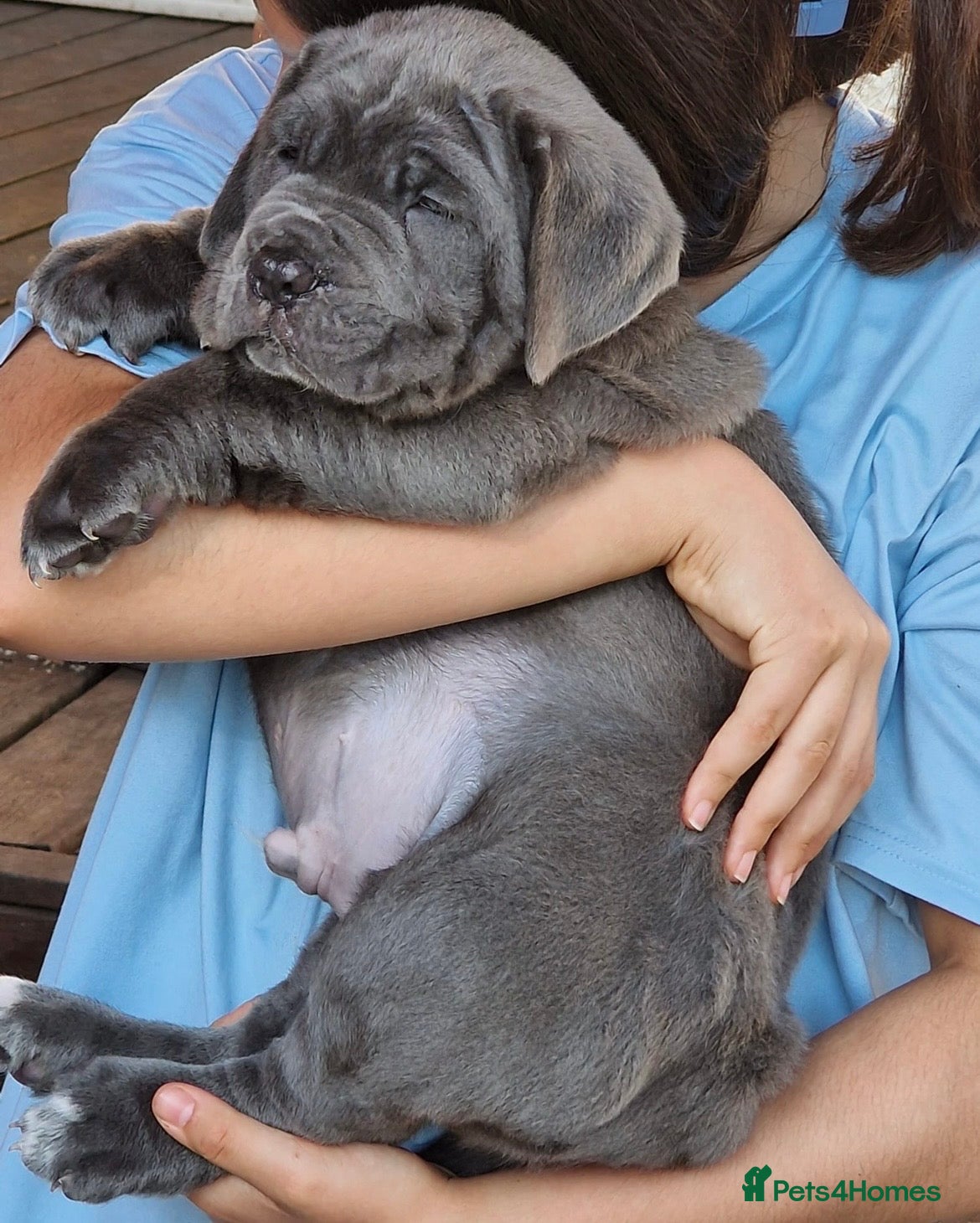 Neapolitan Mastiff dogs for stud: Neapolitan Mastiff Stud  - Advert 10