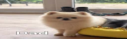 Pomeranian dogs for sale: Beautiful KC Registered Pomeranian Puppies in Dagenham - Advert 3