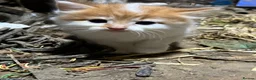 Mixed Breed cats for sale: Beautiful farm kittens for sale - Advert 4