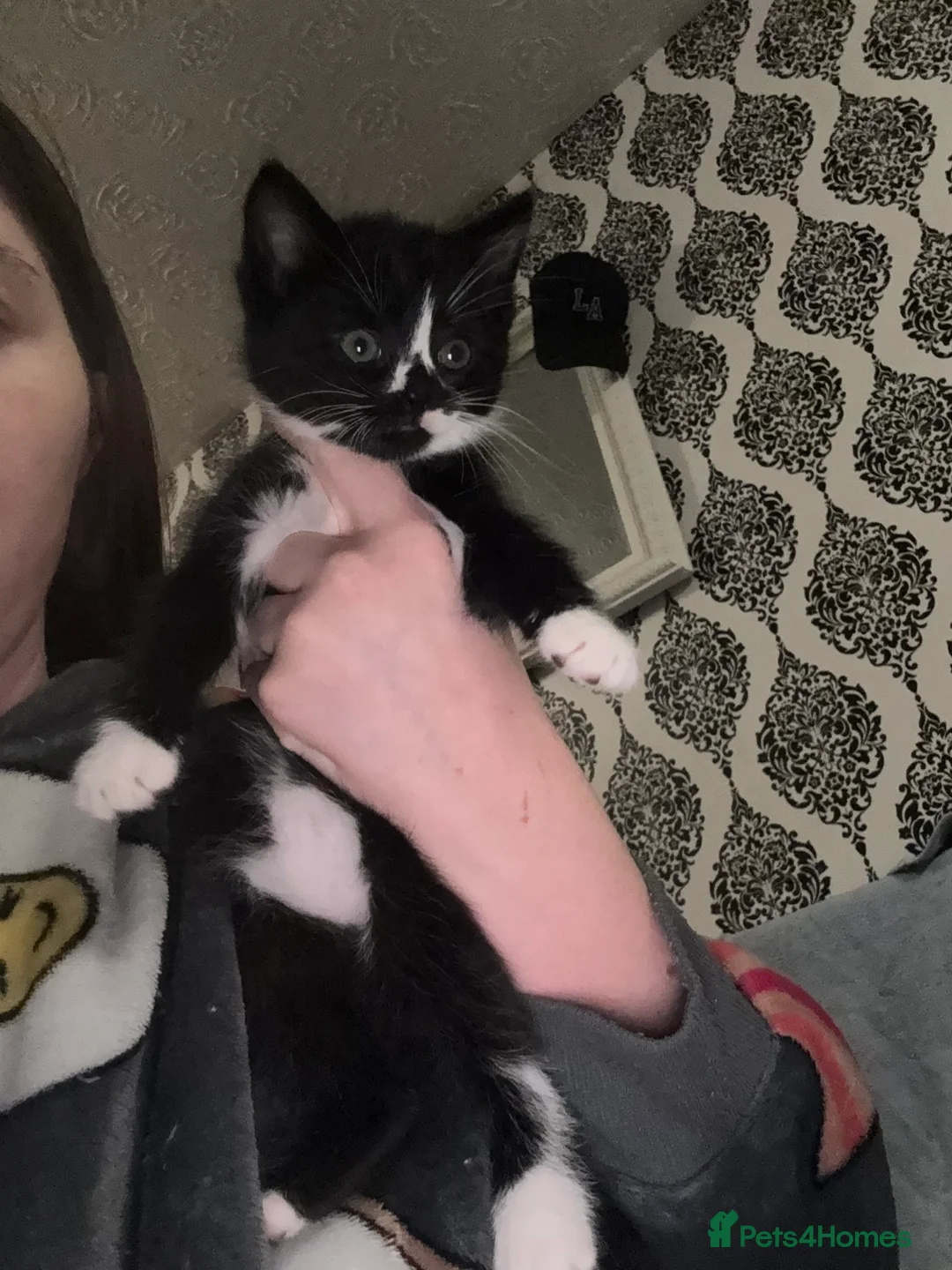 Mixed Breed cats for sale: Beautiful kitten ready for new home - Advert 2