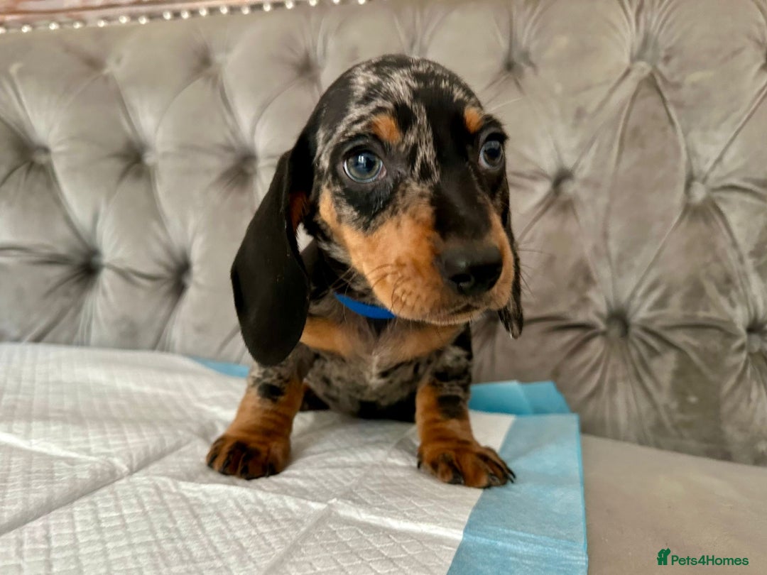 Miniature Dachshund dogs for sale: Miniature Dachshund Puppies - Image 10
