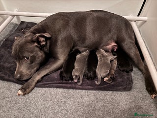 Staffordshire Bull Terrier dogs for sale - Advert 1