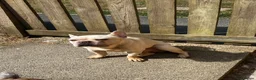 French Bulldog dogs for sale: 2 x kc French bulldogs  - Advert 2