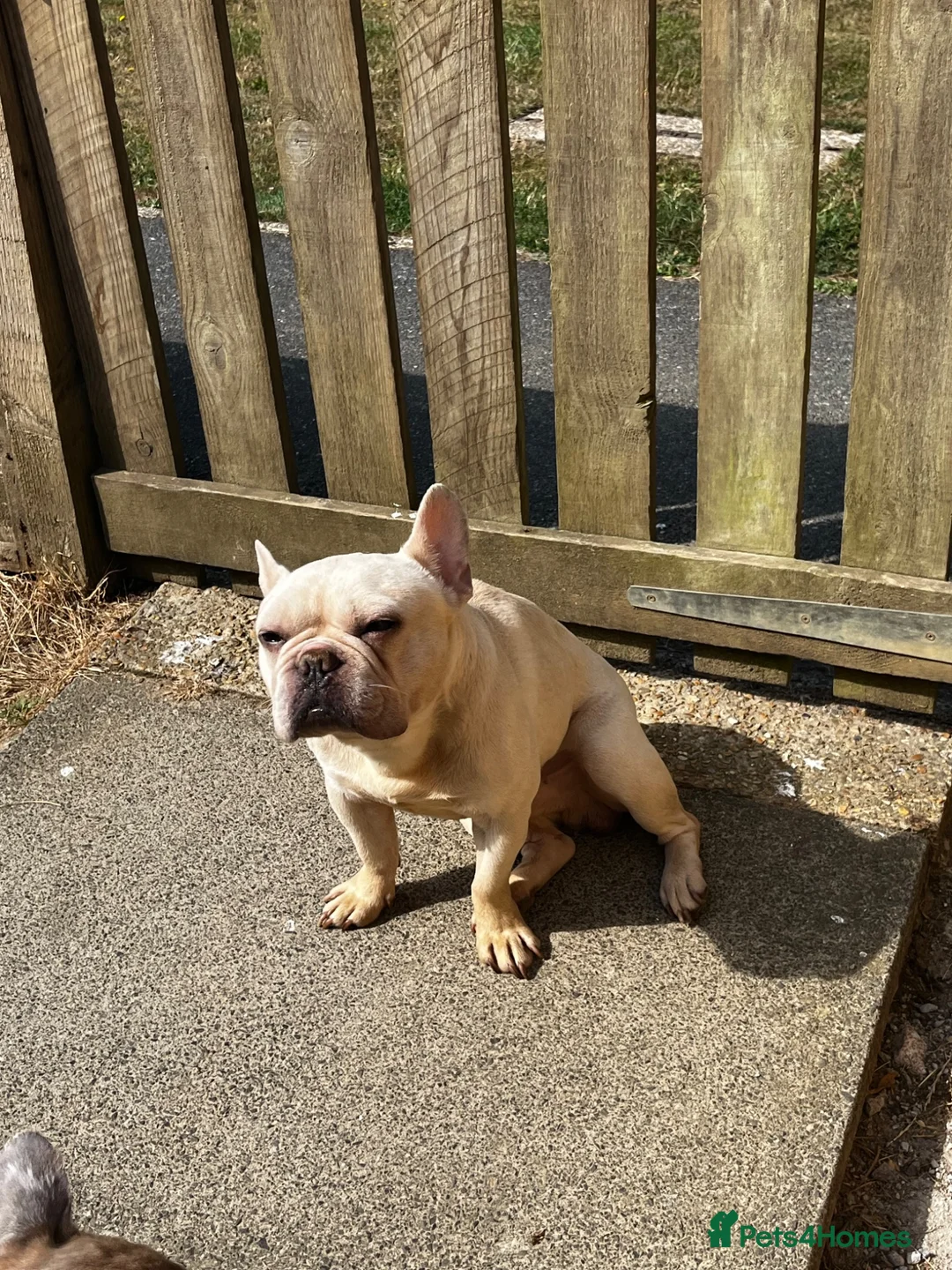 French Bulldog dogs for sale: 2 x kc French bulldogs  - Advert 2
