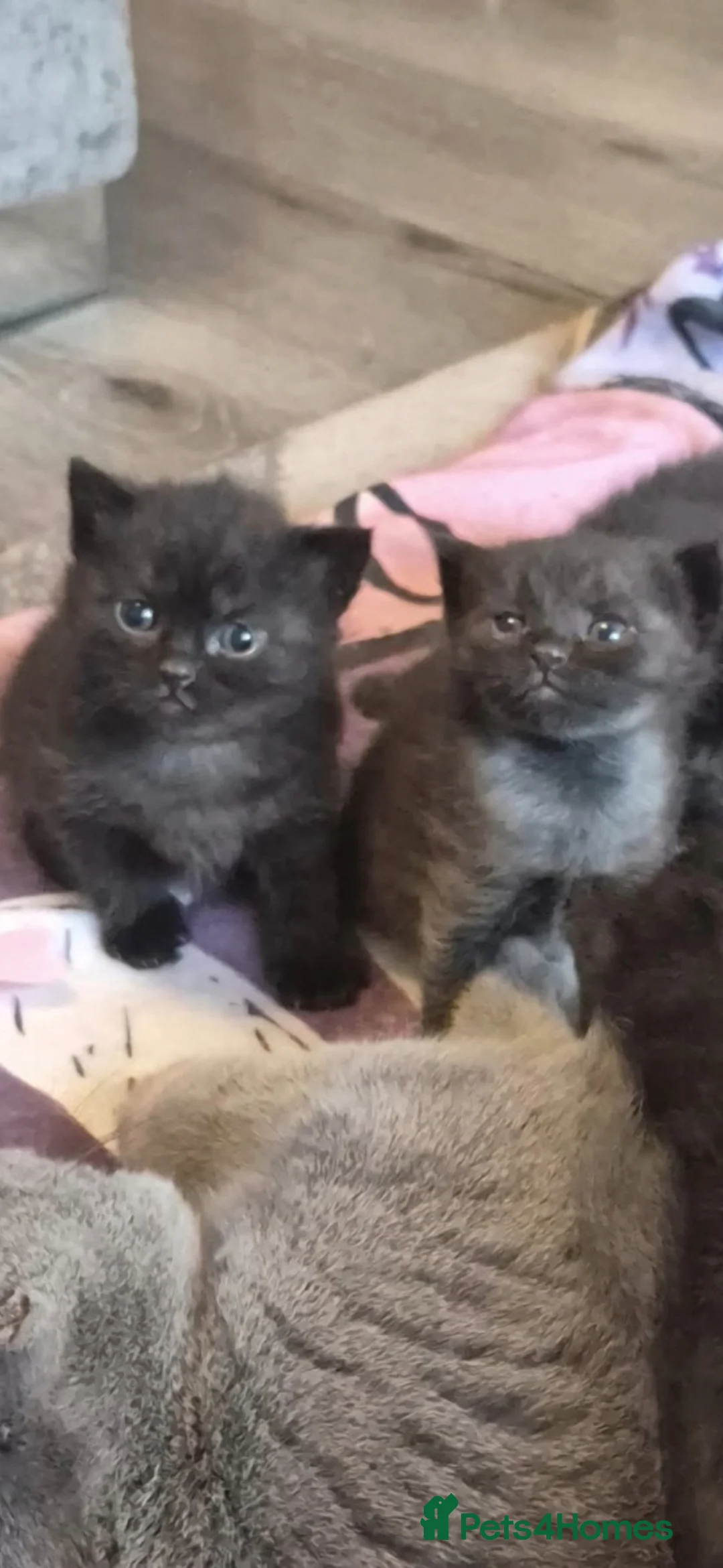 Mixed Breed cats for sale: Half Bengal and half English short Haired Kittens in Gravesend - Advert 2