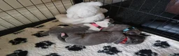 Cane Corso dogs for sale: Cane corso pup in Birmingham - Advert 13