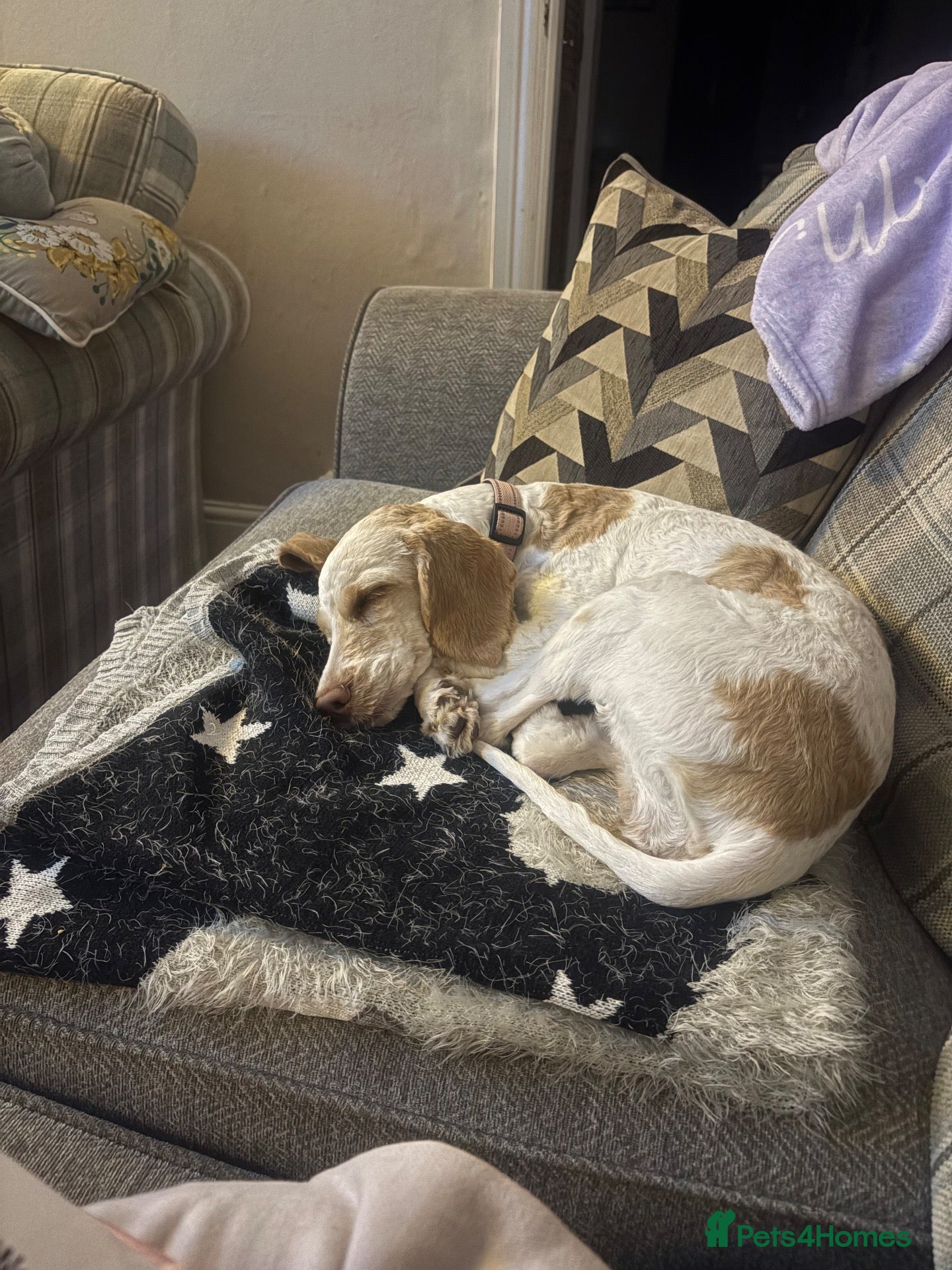 Mixed Breed dogs Cockerpoo Girl 6 Month Old F2b - Advert 1