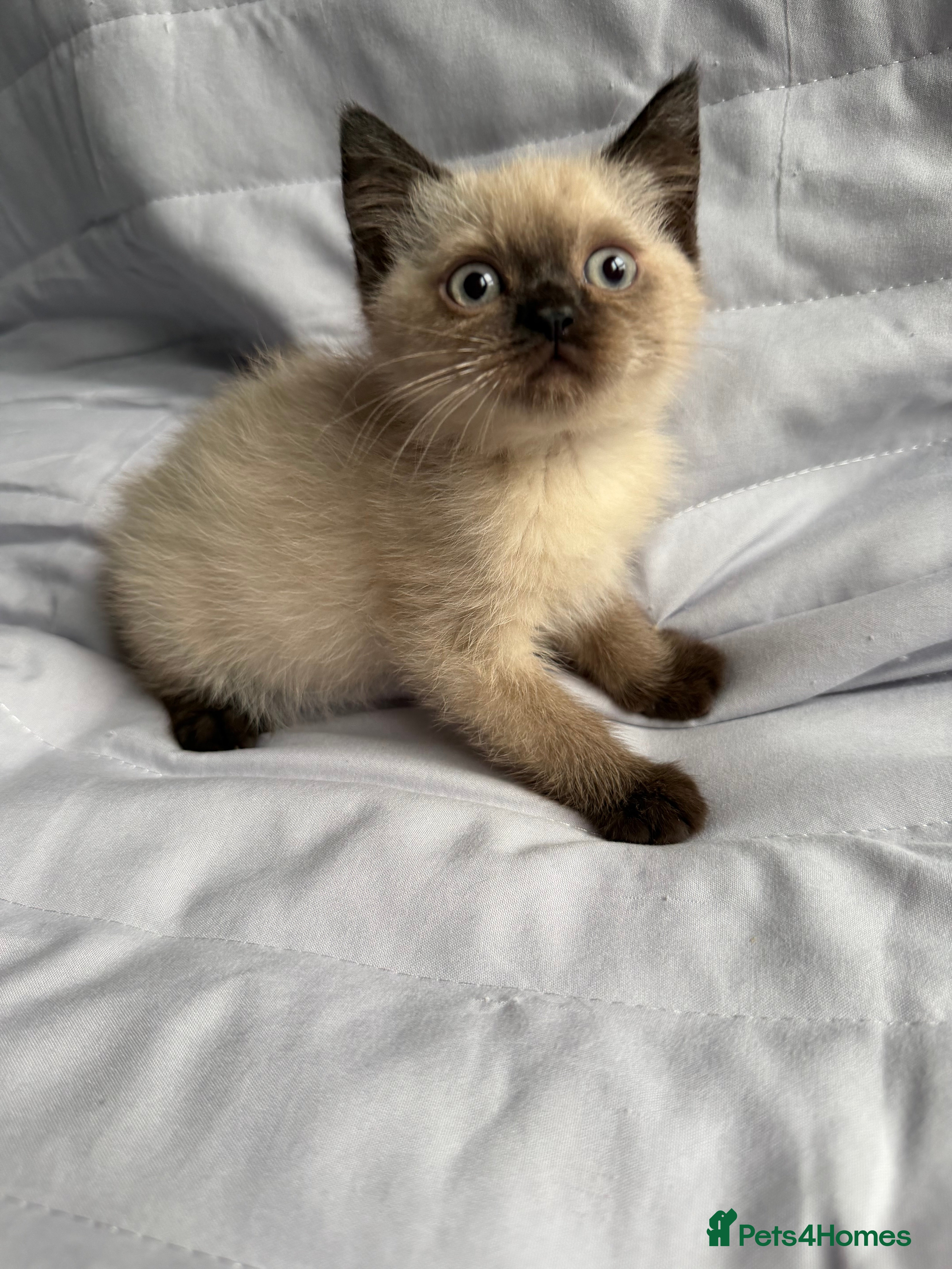 British Shorthair cats Pedigree BSH British cat kittens  - Advert 1