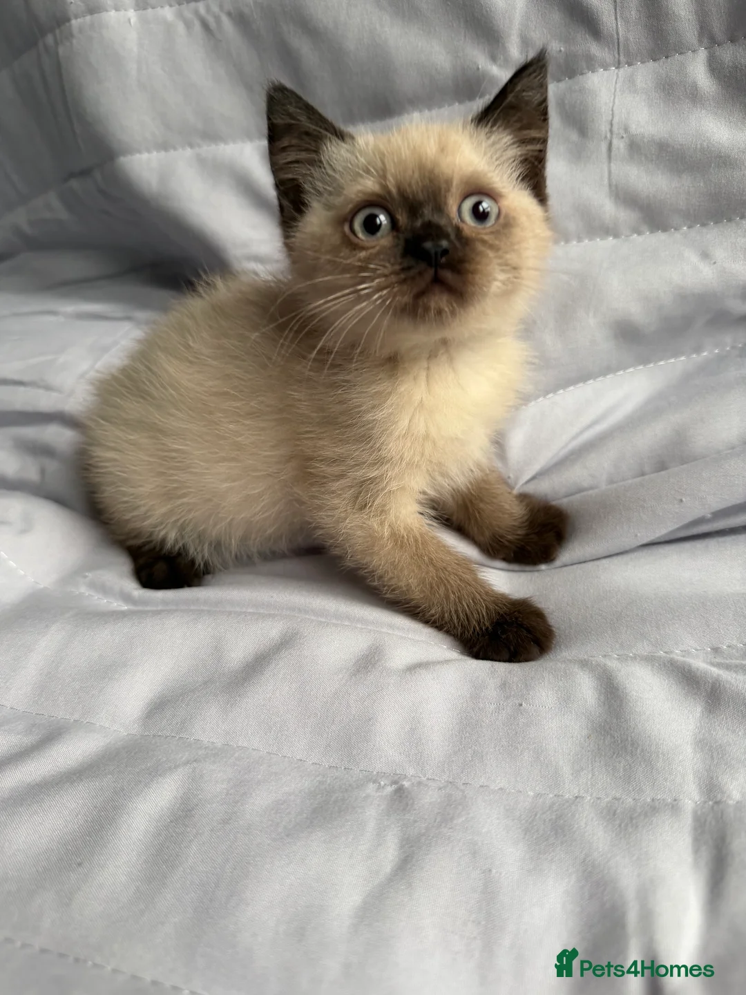 British Shorthair cats for sale: Pedigree BSH British cat kittens  - Advert 1
