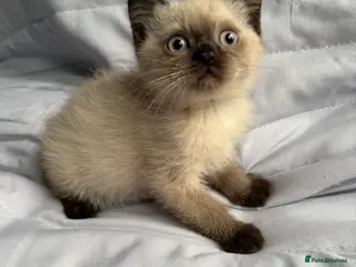 British Shorthair cats Pedigree BSH British cat kittens - Advert 1