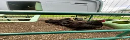 Chickens poultry for sale: Pair of Orpington black hens - FREE in Hunstanton - Advert 1