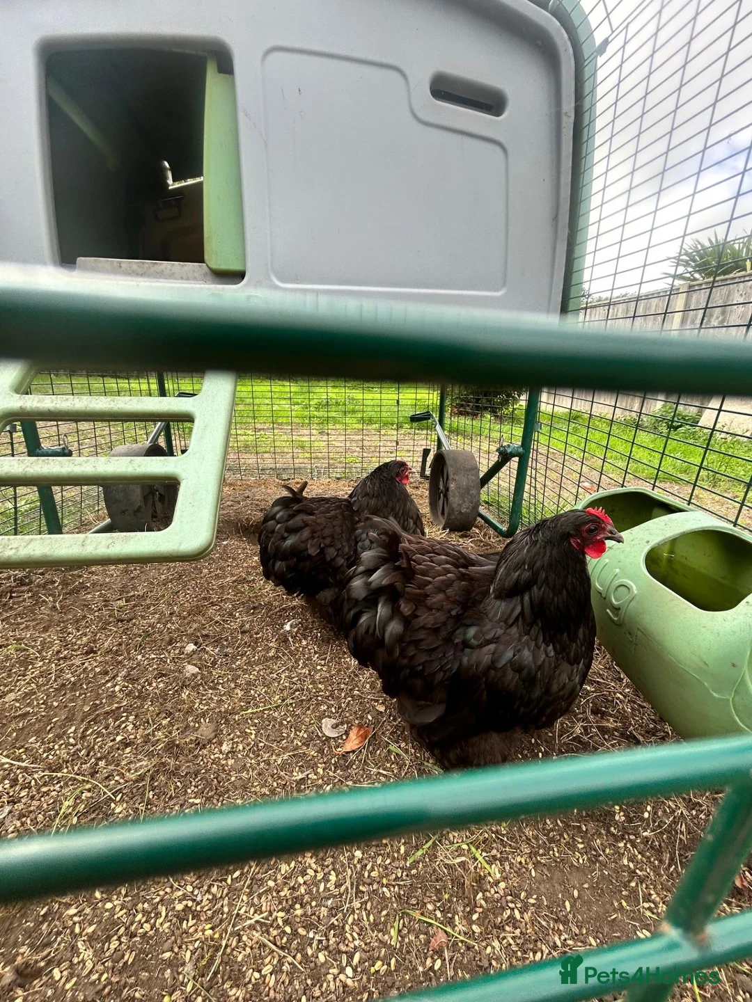 Chickens poultry for sale: Pair of Orpington black hens - FREE in Hunstanton - Advert 1