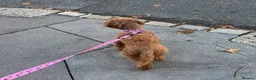 Toy Poodle dogs for sale: Beautiful KC registered red toy poodle Peggie  - Advert 13