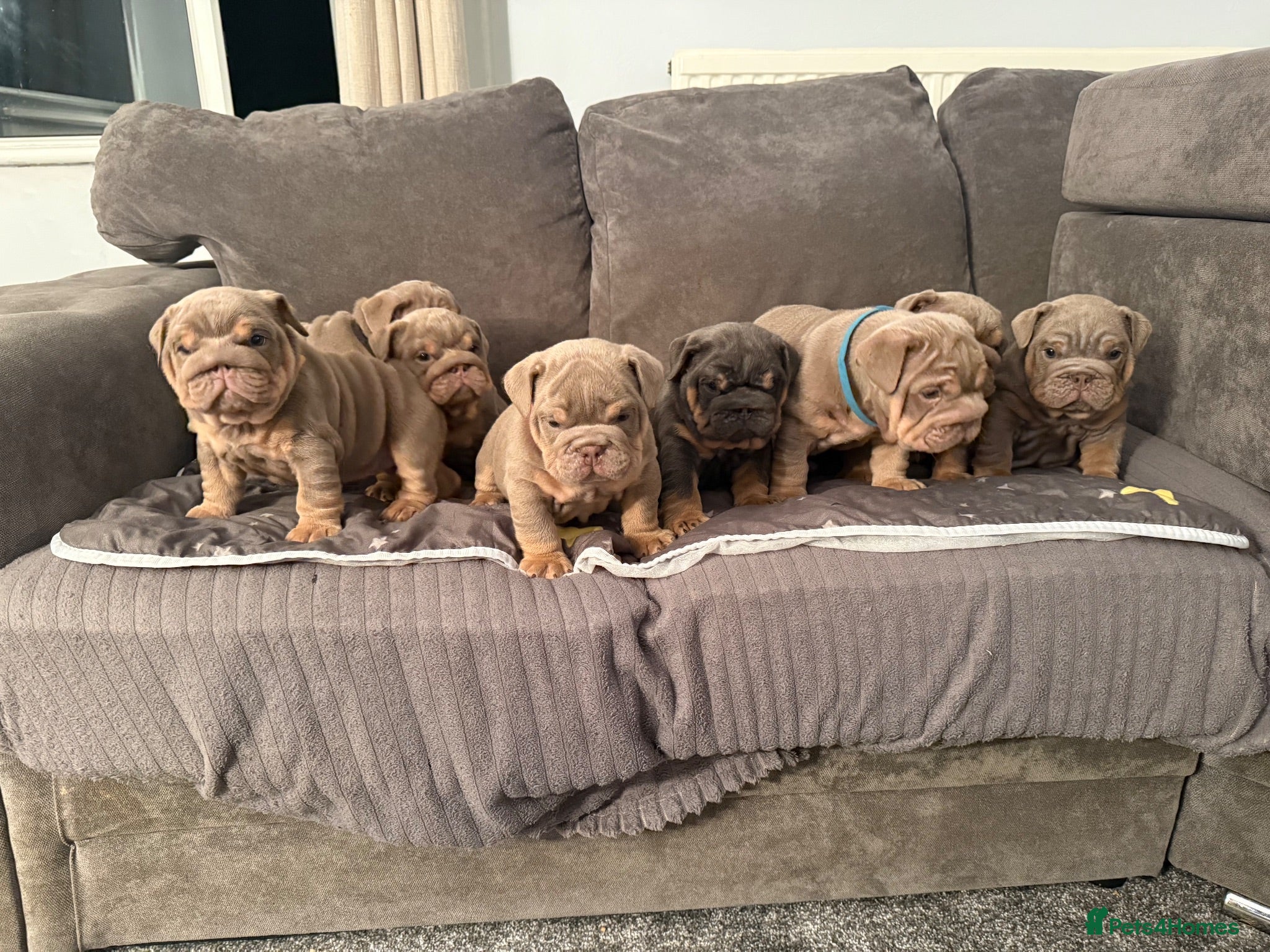 English Bulldog dogs Exceptional KC Registered English Bulldog Puppies  - Advert 2