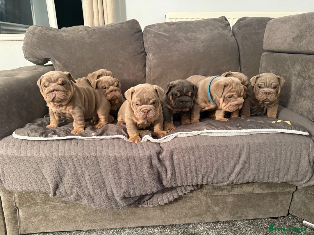 English Bulldog dogs for sale: Exceptional KC Registered English Bulldog Puppies  in Halifax - Advert 2