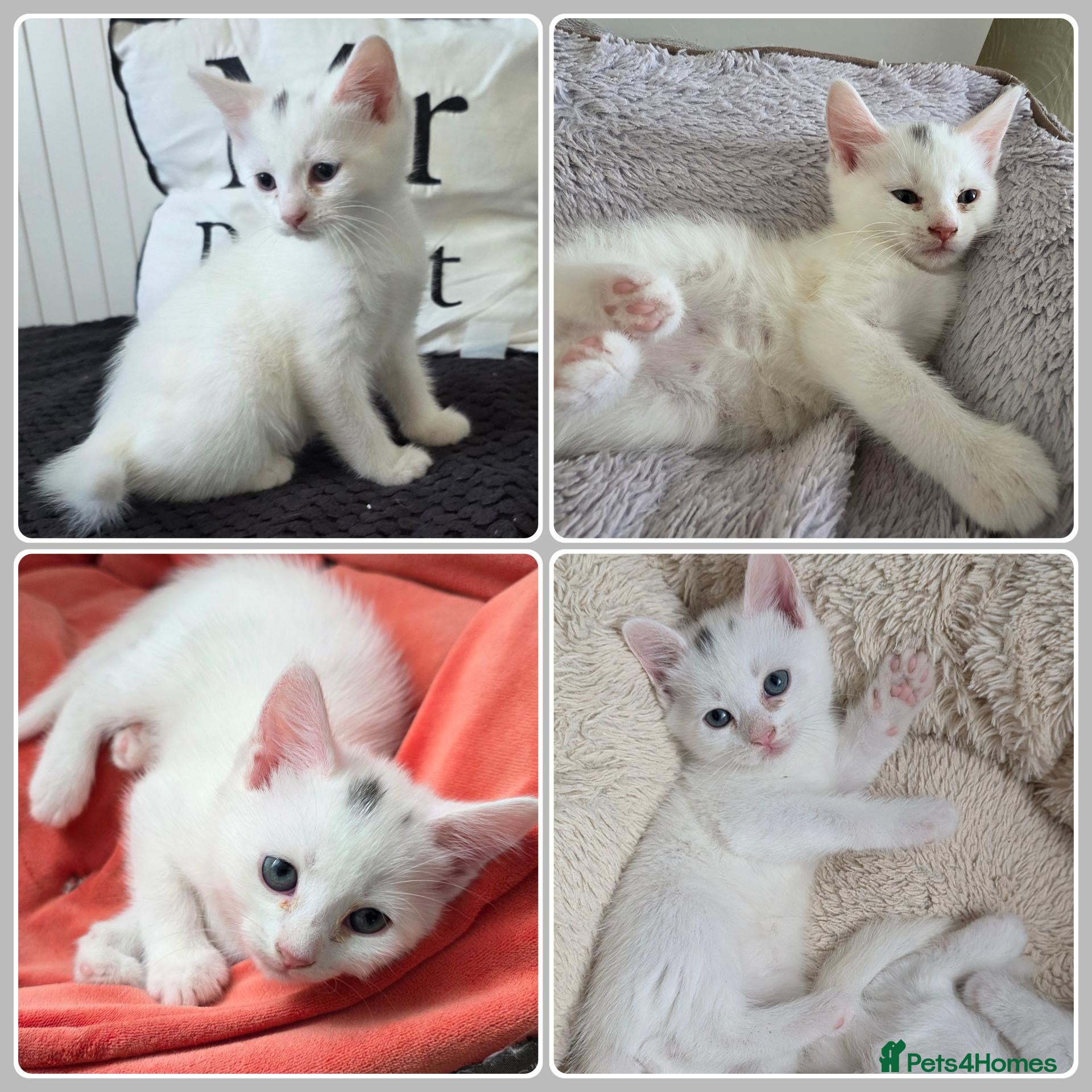 Mixed Breed cats 💚Mixed-breed💜Kittens ready for pickup🩵 - Advert 6