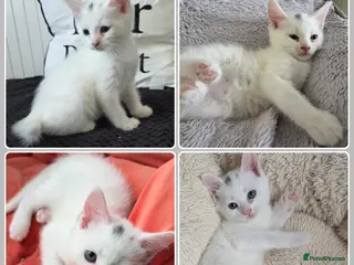 Mixed Breed cats 💚Mixed-breed💜Kittens ready for pickup🩵 - Advert 6