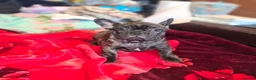 French Bulldog dogs for sale: French bulldog puppies ready to go - Advert 2