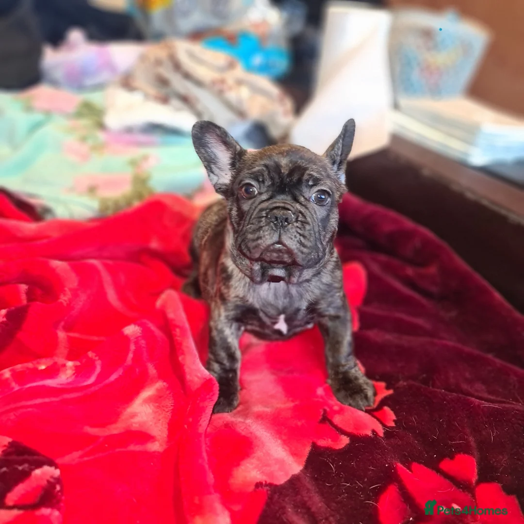 French Bulldog dogs for sale: French bulldog puppies ready to go - Advert 2