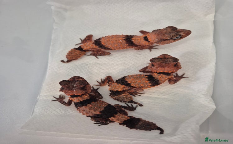 Gecko reptiles - Advert 16