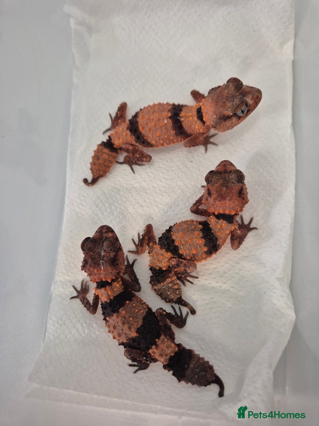 Gecko reptiles for sale: Knob tail geckos - Image 1
